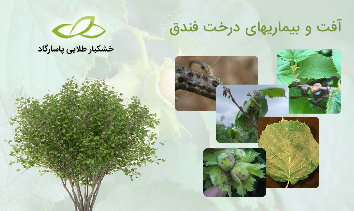آفت و بیماریهای درخت فندق