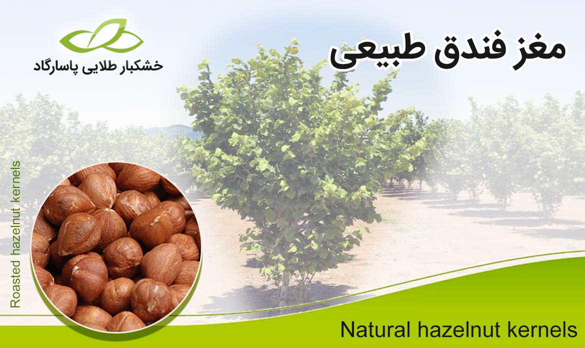 مغز فندق طبیعی